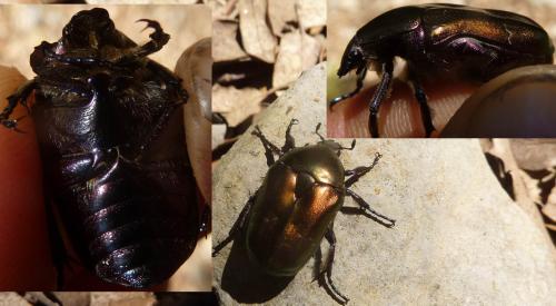 Réf. 231 139 : Potosia cuprea